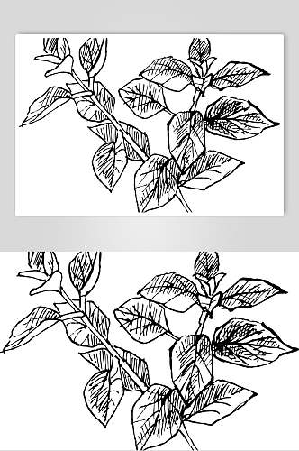 叶子手绘线稿植物矢量素材