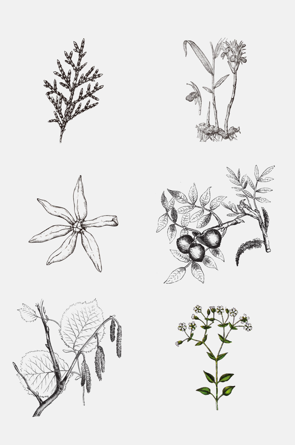 树枝叶子灰色线稿植物免抠素材素材