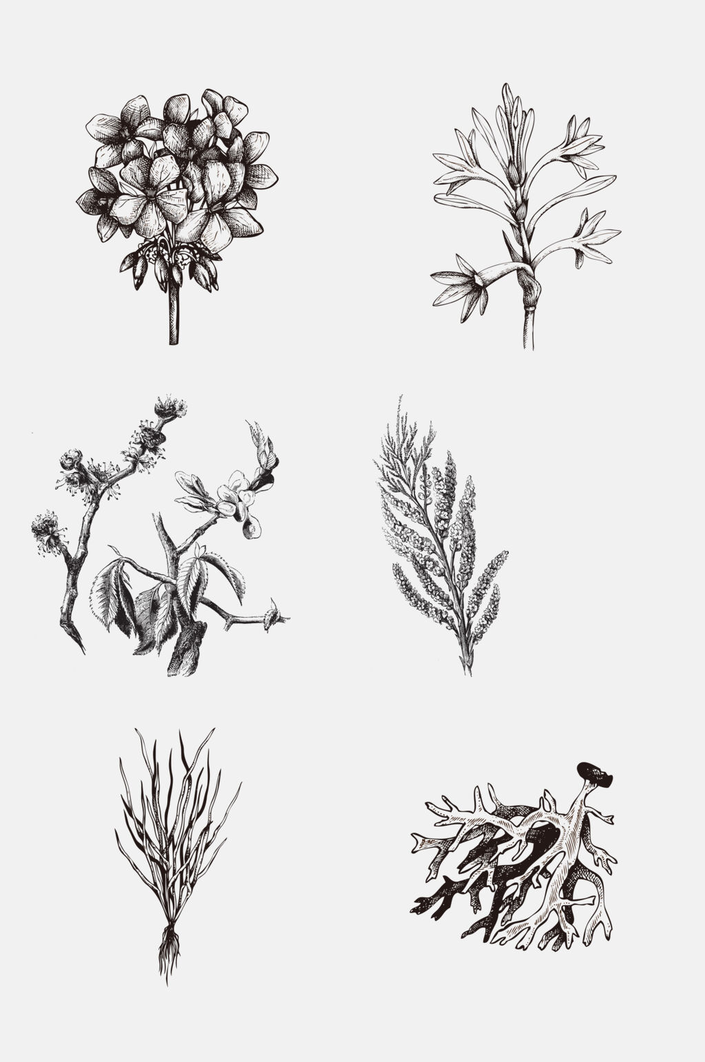 分叉果实灰色线稿植物免抠素材素材