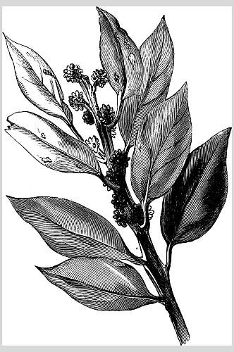 手绘树枝黑色清新线稿植物矢量素材