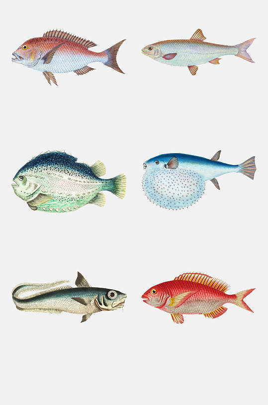 时尚鱼类插画免抠素材
