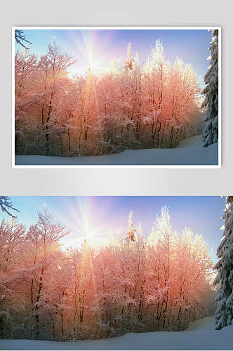 森林冬季雪景自然风光图片