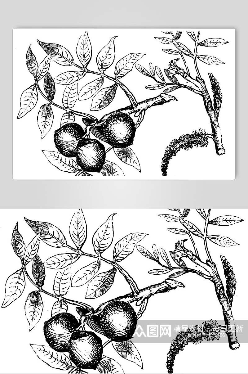 叶子黑色简约清新线稿植物矢量素材素材