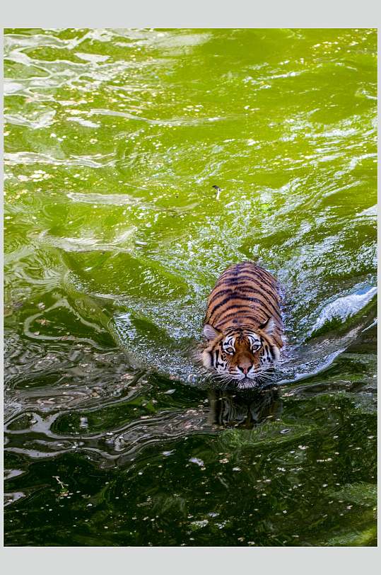 游泳老虎高清图片