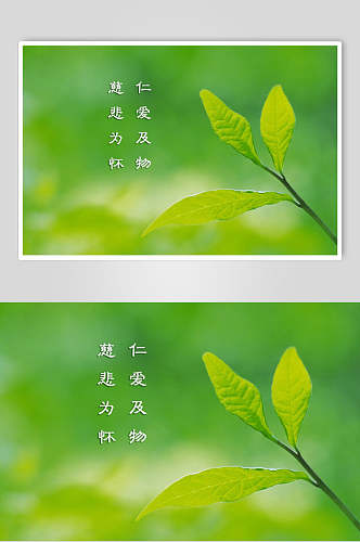 叶子绿色自然壁纸