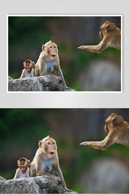 猴子动物摄影图片