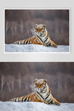 简约雪地可爱老虎高清图片