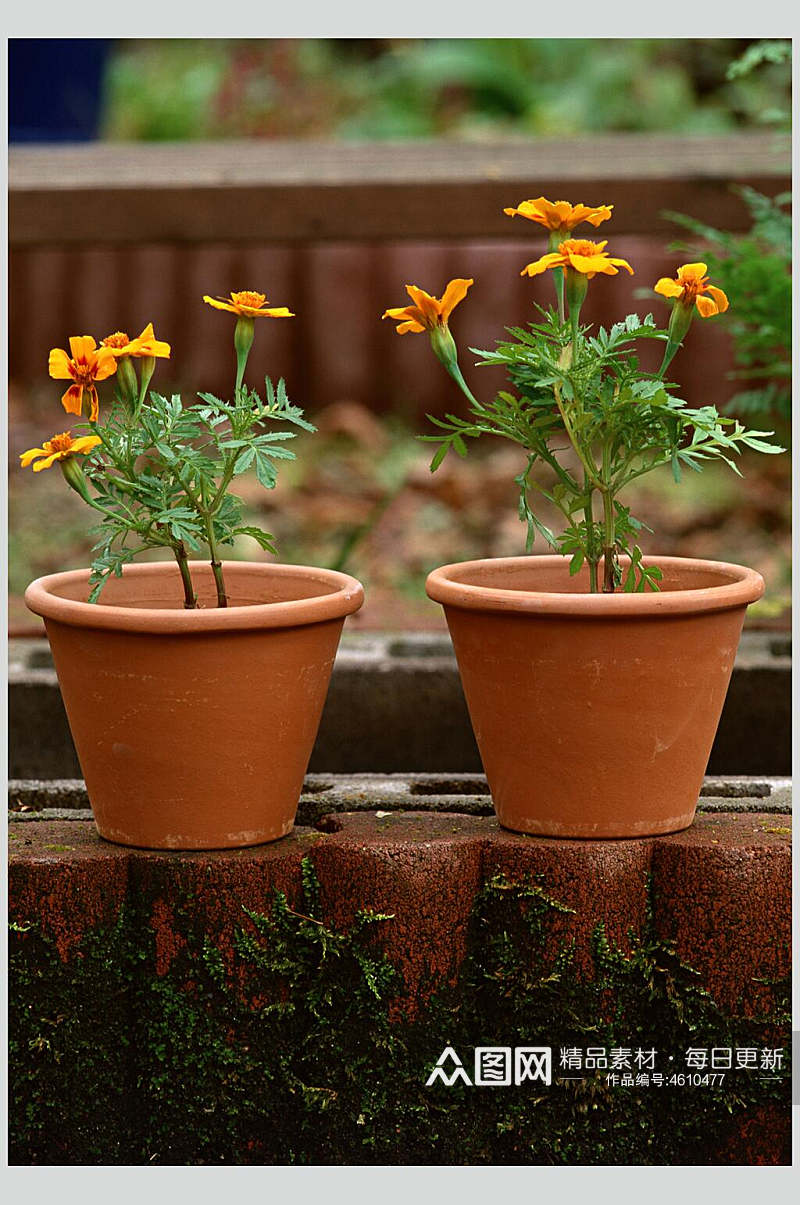 两盆橘色花盆花园一角图片素材