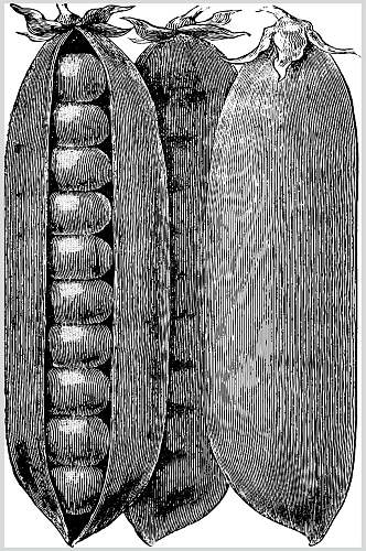 豌豆手绘蔬菜食材矢量素材