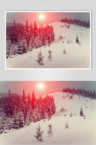 红太阳雪松雪地冬季雪景摄影图片