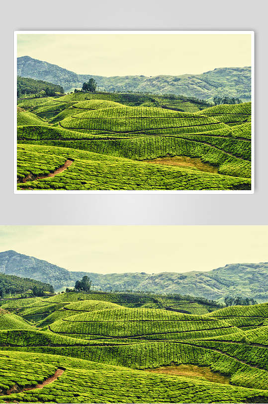 茶山风景风光图片