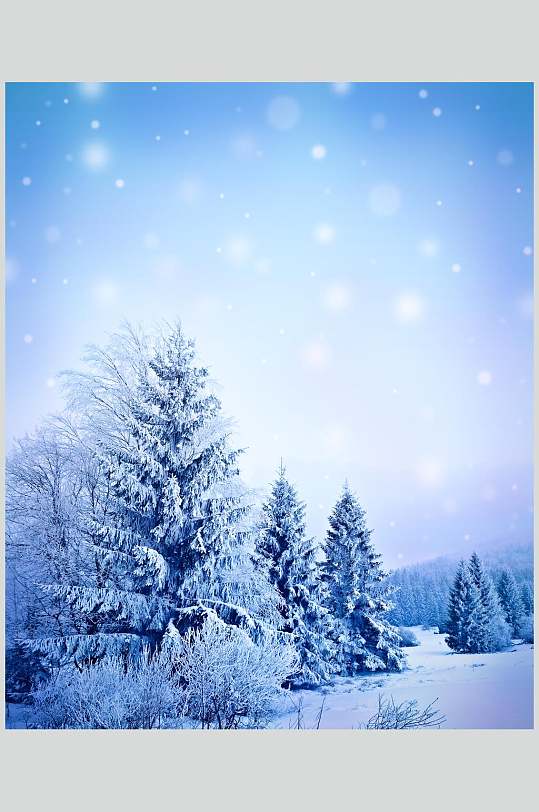 树木矢量素材立即下载雪松松树冬季雪景自然风光图片立即下载扁平化绿