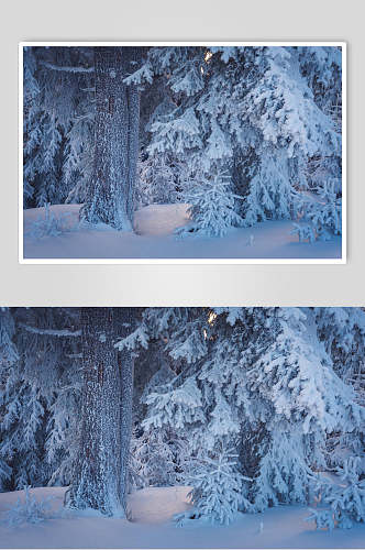 雪松雪地冬季雪景摄影图片