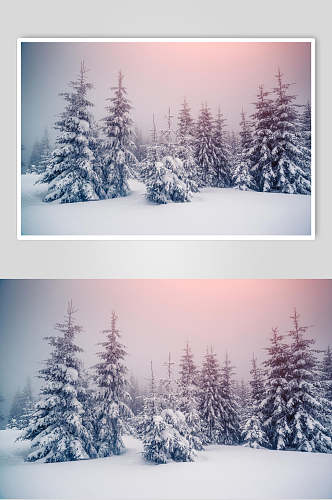 雪松雪地冬季雪景摄影图片
