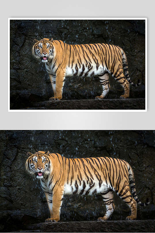 东北虎微笑老虎高清图片