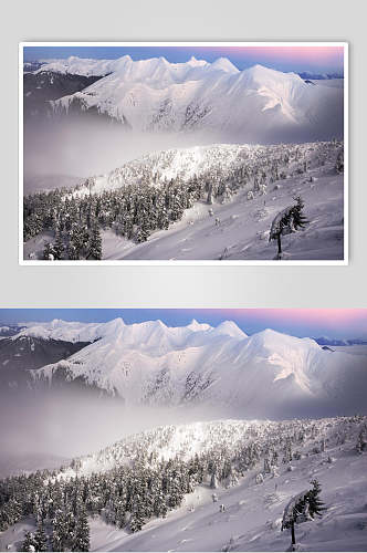 雪山雪松林冬季雪景摄影图片