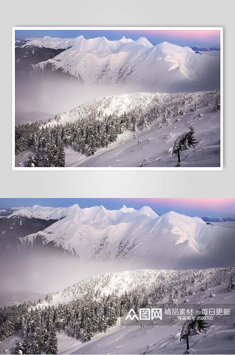 雪山雪松林冬季雪景摄影图片素材