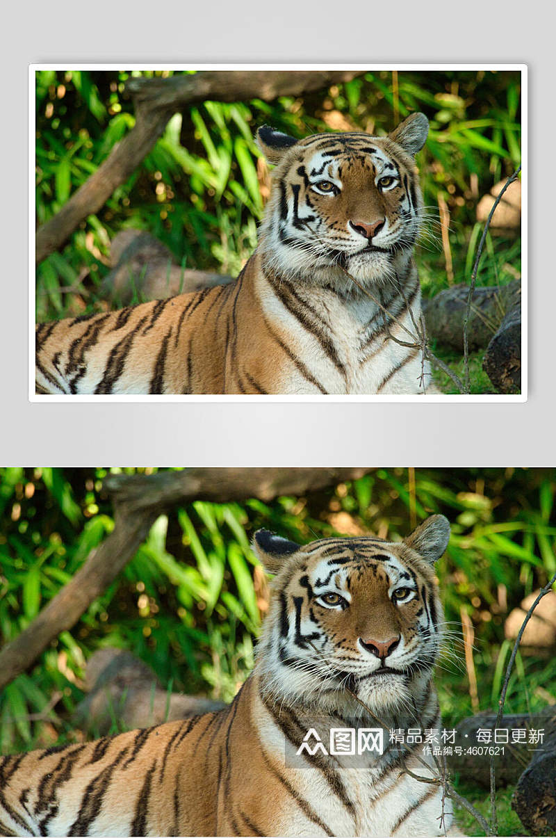 简约树叶动物园老虎高清图片素材