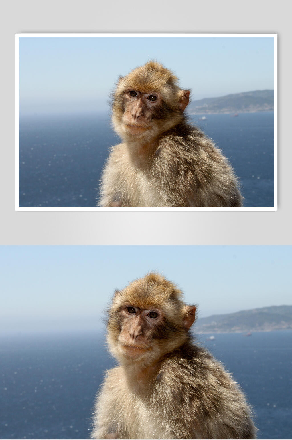 猴子九宫格照片图片
