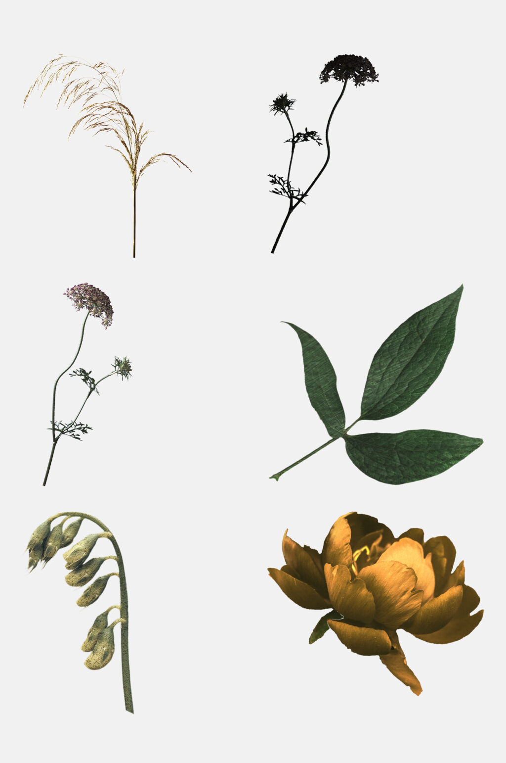 花朵树叶花卉剪贴画免抠素材素材