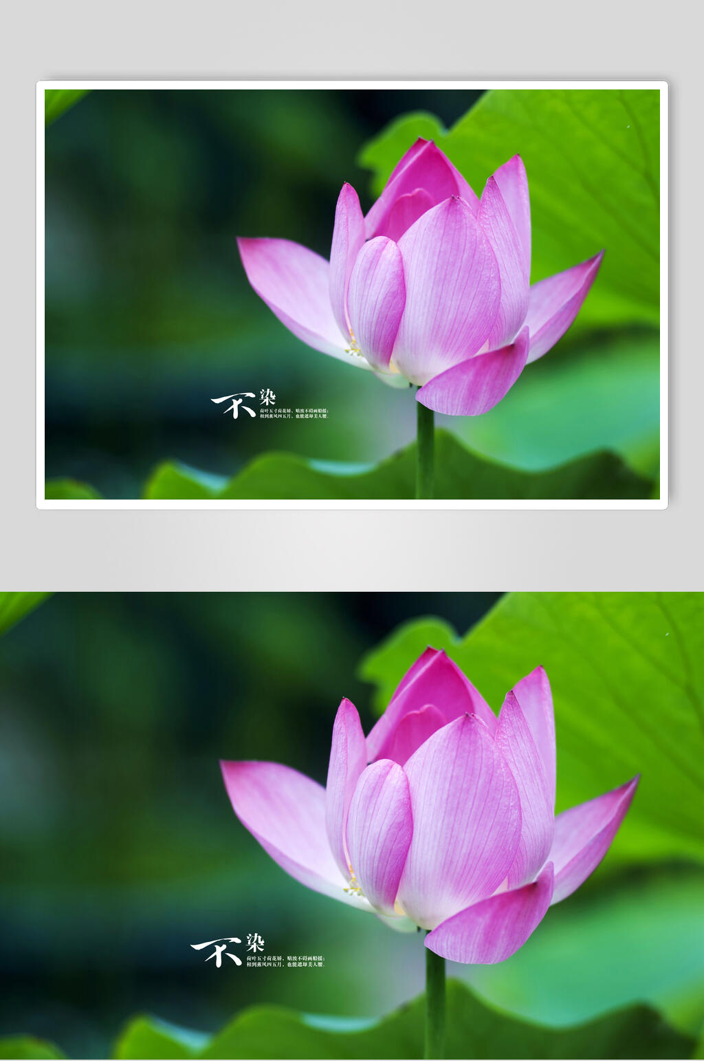 红白色绿杆莲花自然风光图片素材