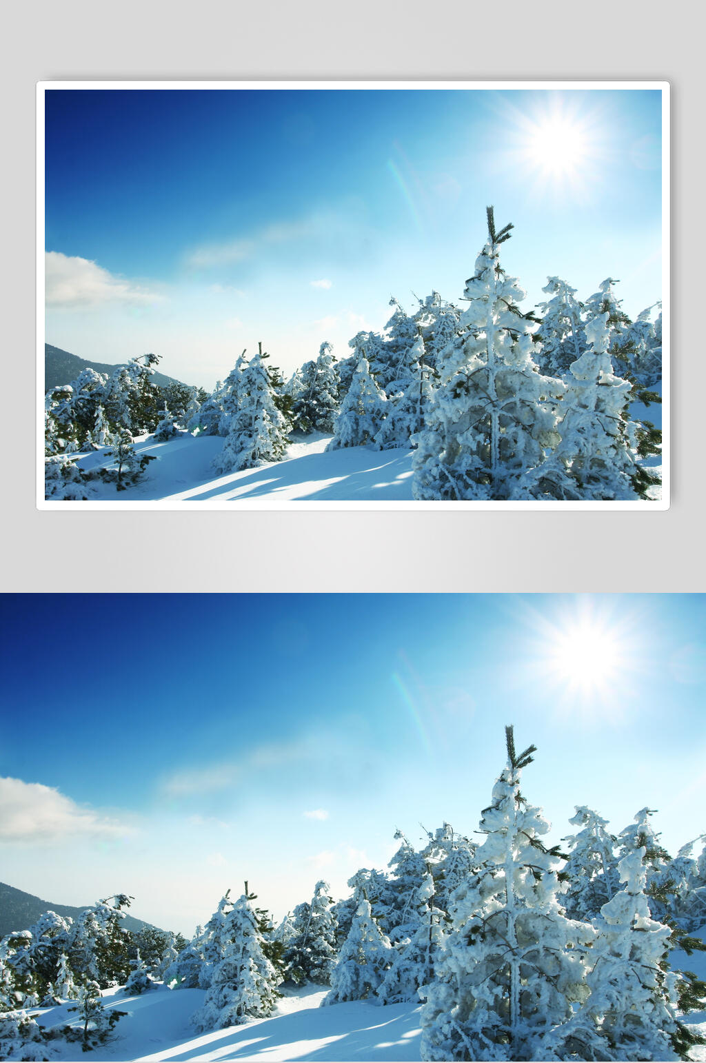 松树雪松冬季雪景摄影图片素材