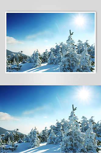 松树雪松冬季雪景摄影图片