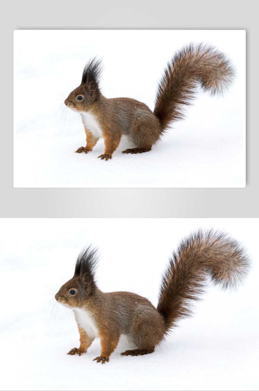 白底松鼠动物摄影图片素材