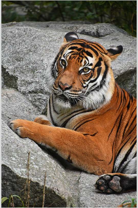 老虎黄色的老虎高清图片