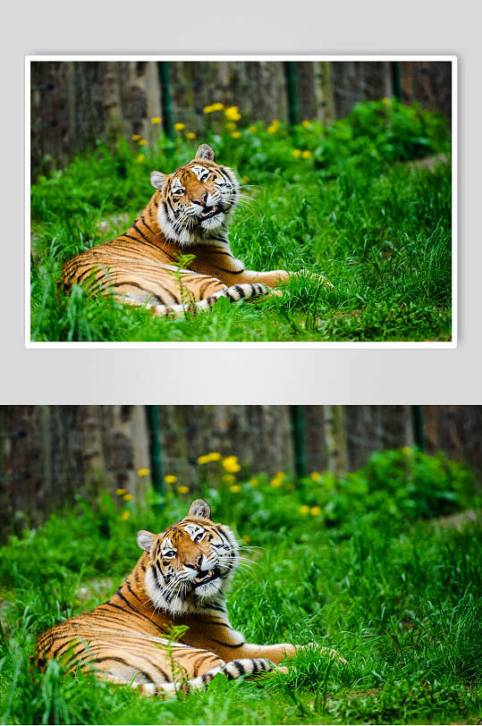 绿色草地老虎高清图片