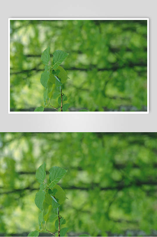 森系树叶绿叶特写图片 植物摄影图