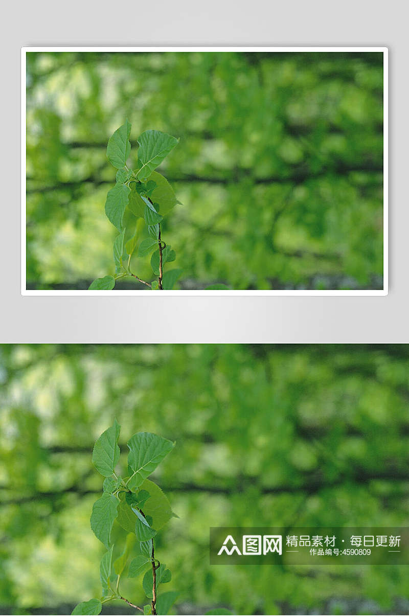森系树叶绿叶特写图片 植物摄影图素材