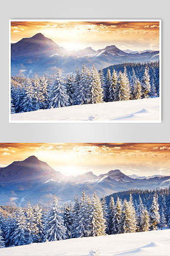 阳光松树冬季雪景摄影图片