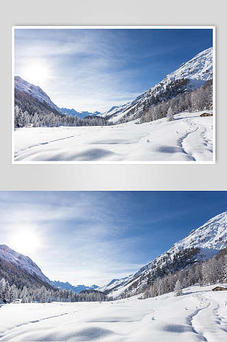雪松冬季雪景摄影图片