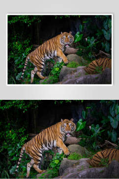 创意两只老虎高清图片