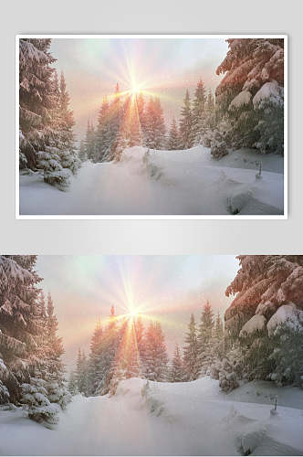 阳光雪松松树冬季雪景摄影图片