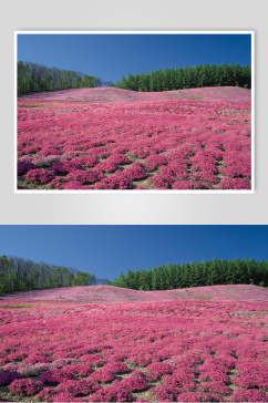 粉红色绿色原野图片