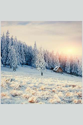雪地松树冬季雪景摄影图片