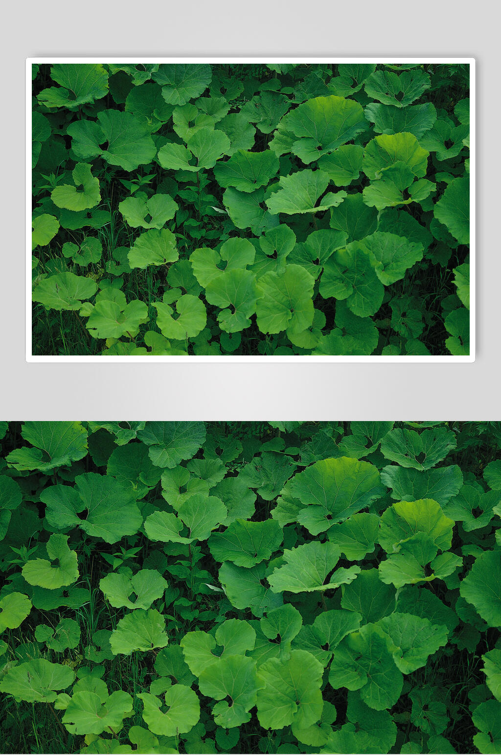 植物树叶绿叶特写图片素材