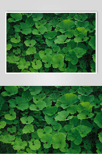 植物树叶绿叶特写图片