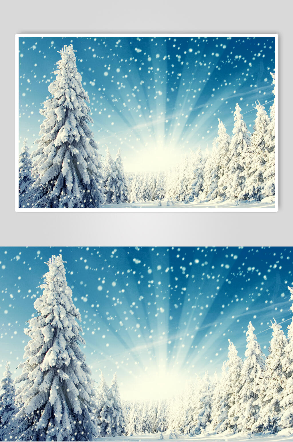 雪松松树雪花阳光冬季雪景摄影图片素材