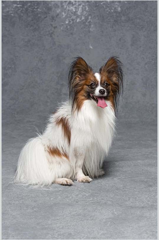 哈巴狗狗狗高清图片