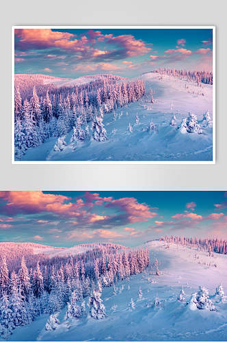 雪松林雪地蓝天冬季雪景摄影图片