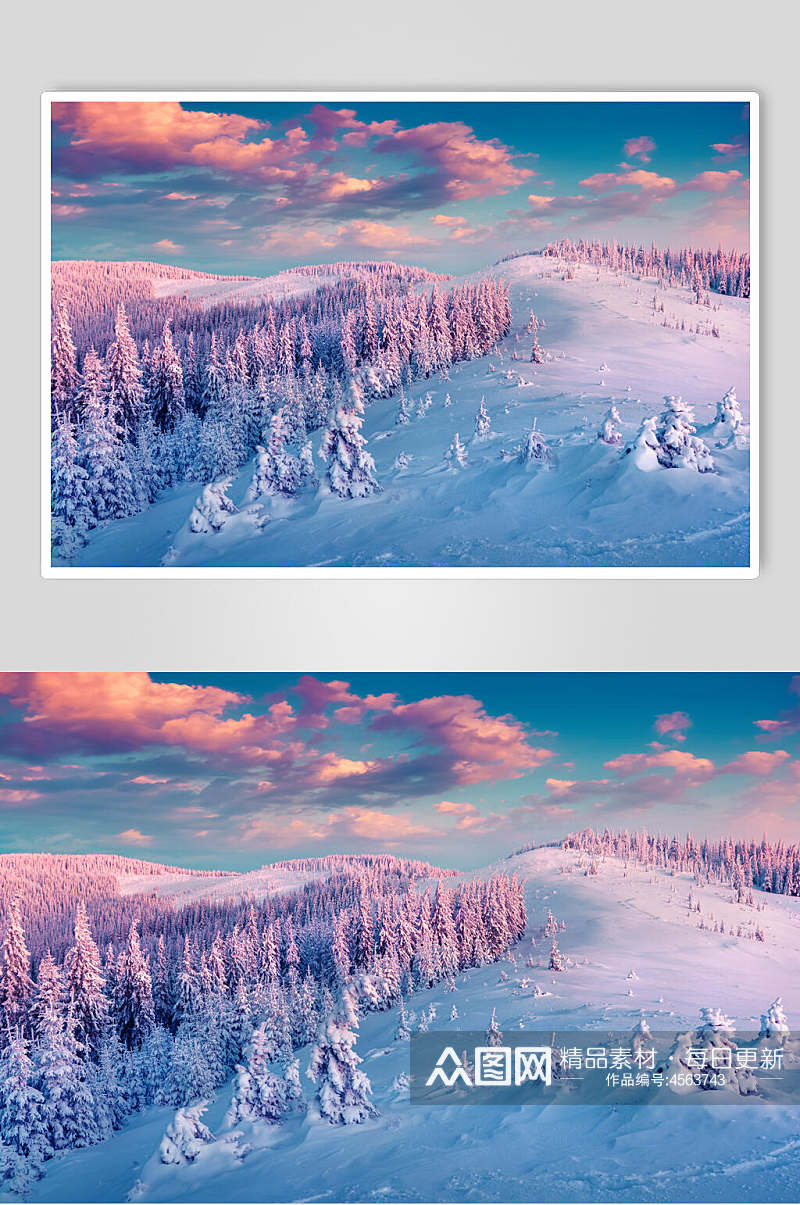 雪松林雪地蓝天冬季雪景摄影图片素材