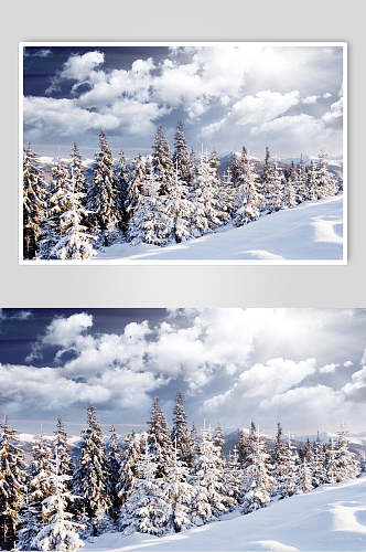 松树林冬季雪景摄影图片