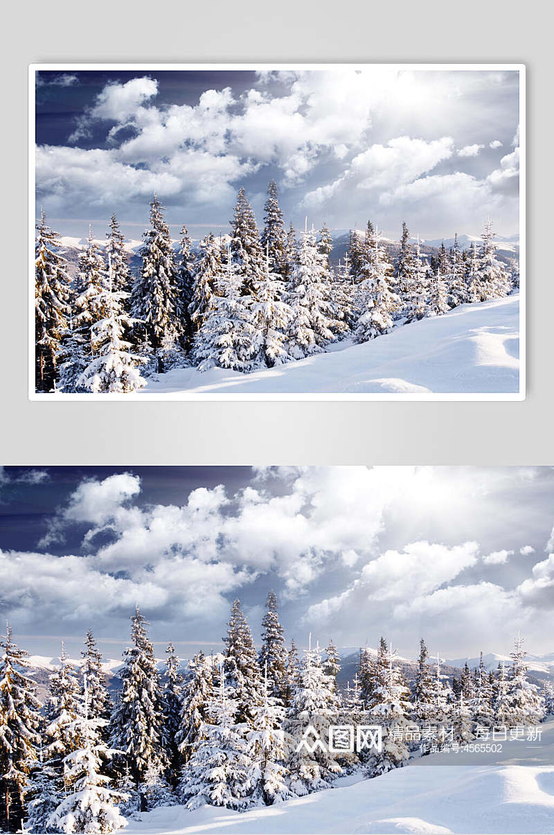 松树林冬季雪景摄影图片素材