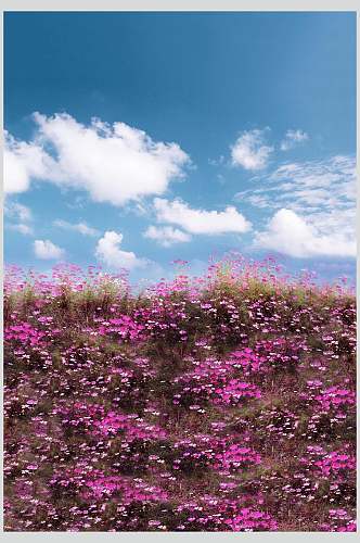 紫色薰衣草创意背景图片