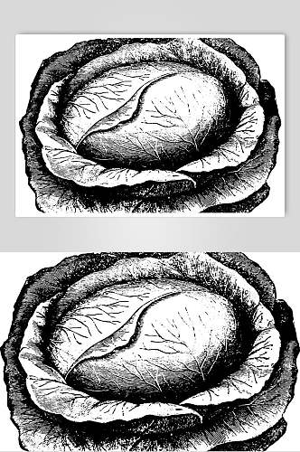包包菜手绘蔬菜食材矢量素材