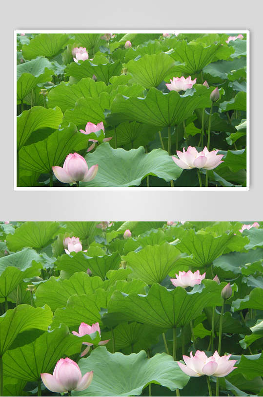 荷花的绿色自然壁纸