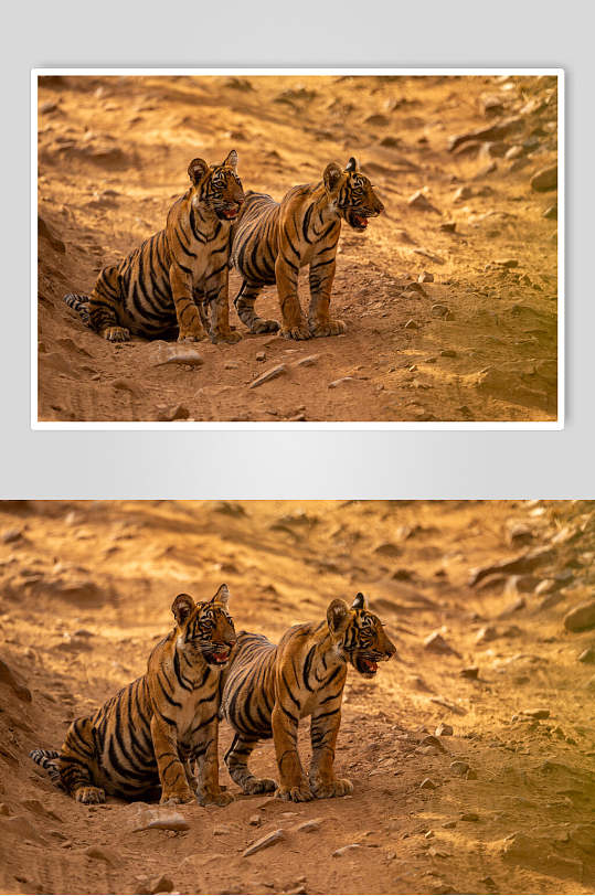 黄色的老虎高清图片